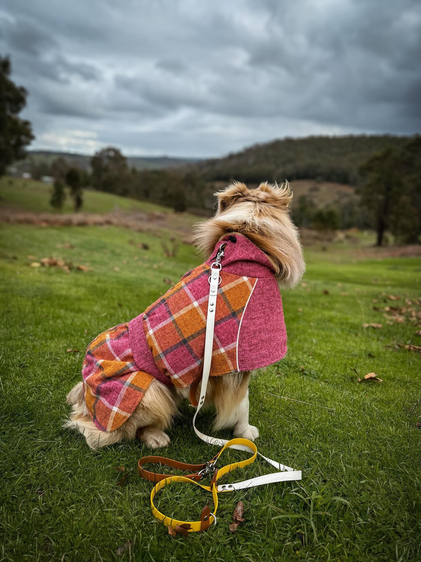 Blushing Dog Jacket