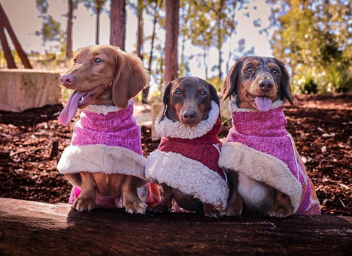 Blushing Dog Jacket