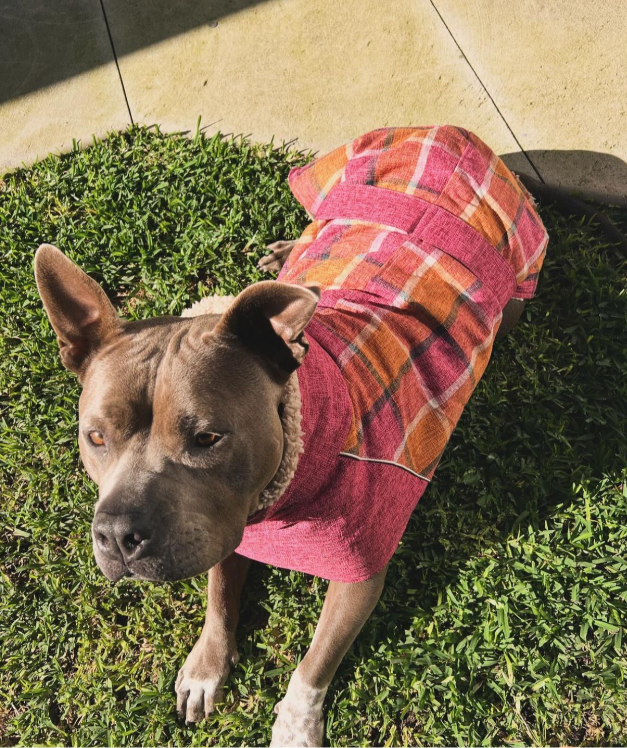 Blushing Dog Jacket