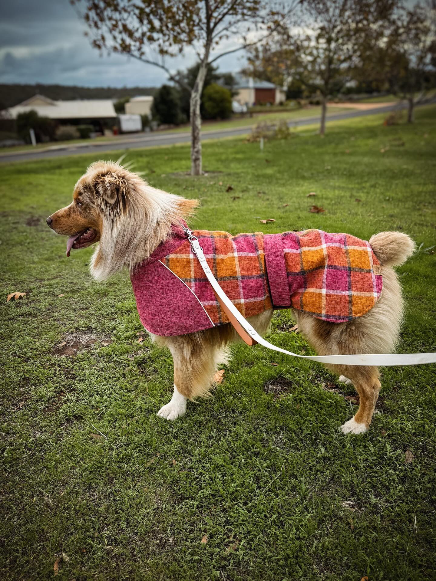 Blushing Dog Jacket