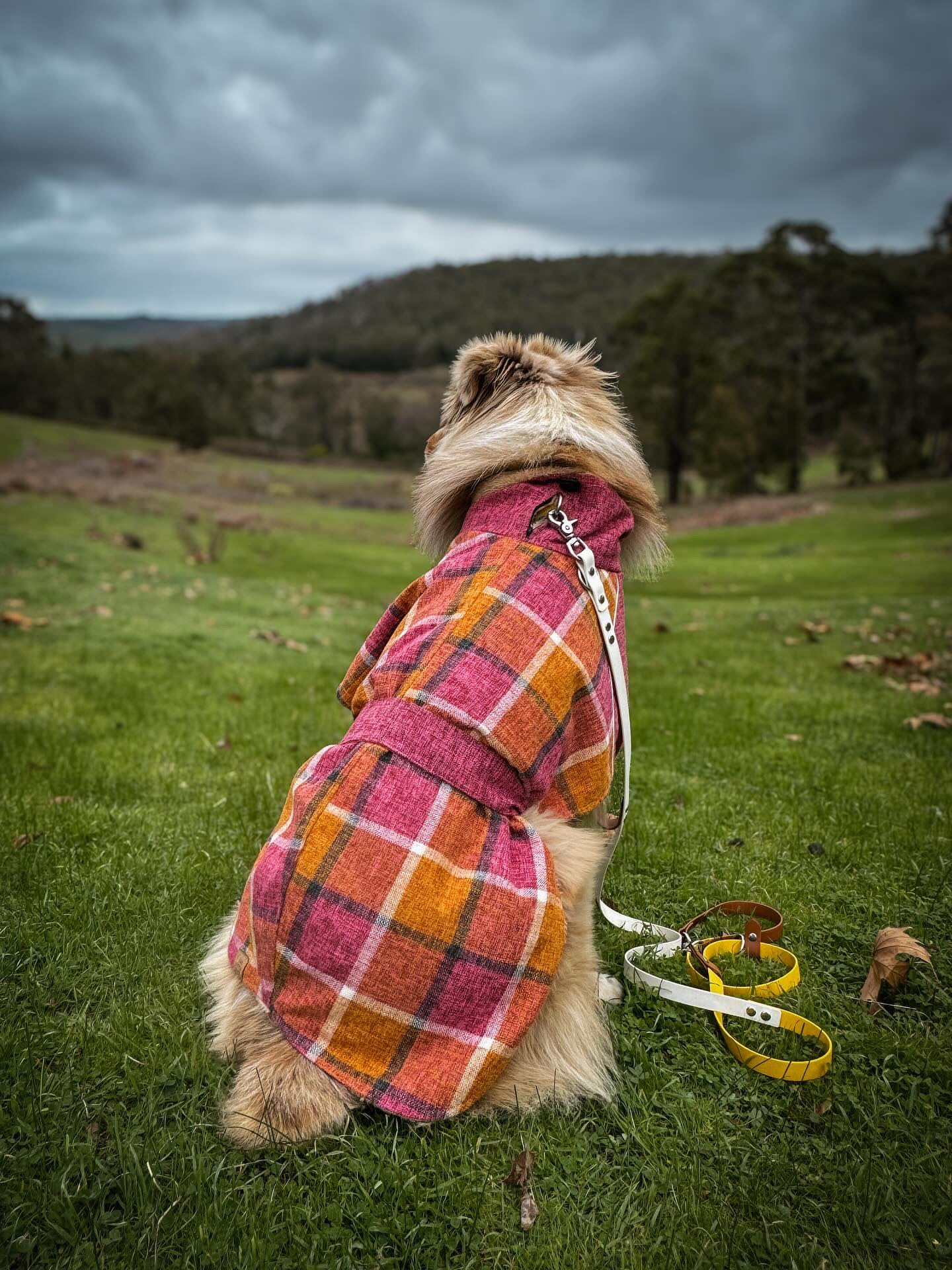Blushing Dog Jacket