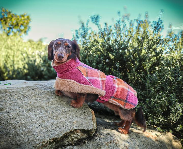 Blushing Dog Jacket