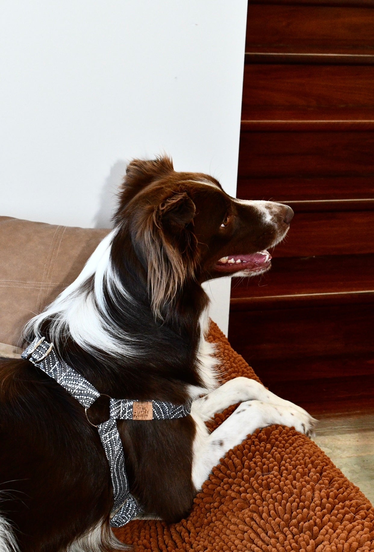 Boorloo Harness