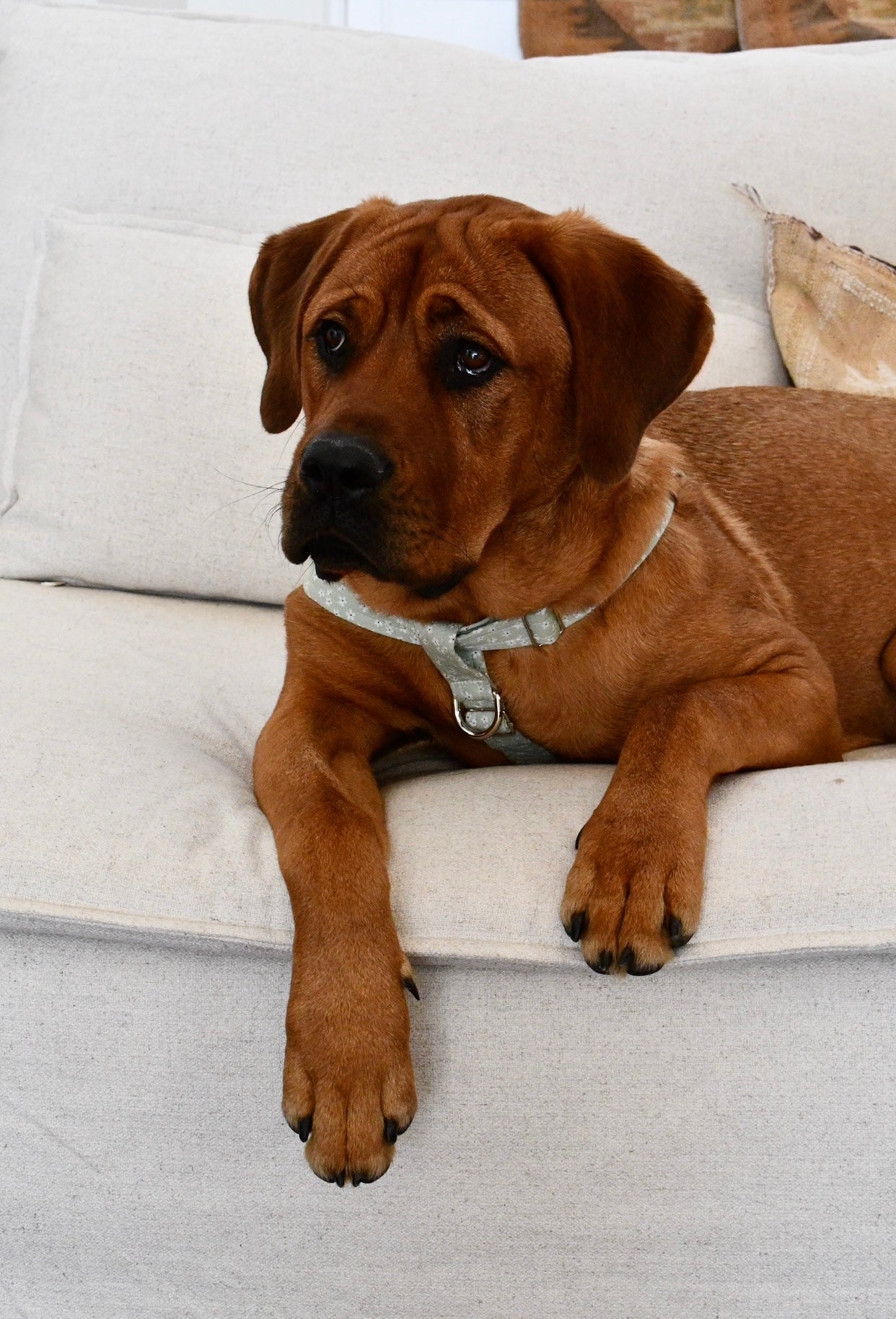 Petal Pups Harness