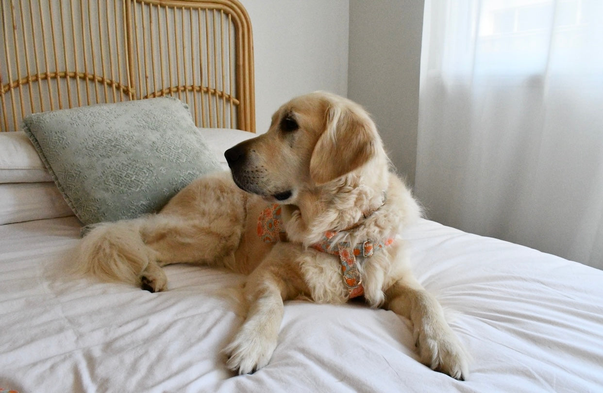 Bloomy Days Harness