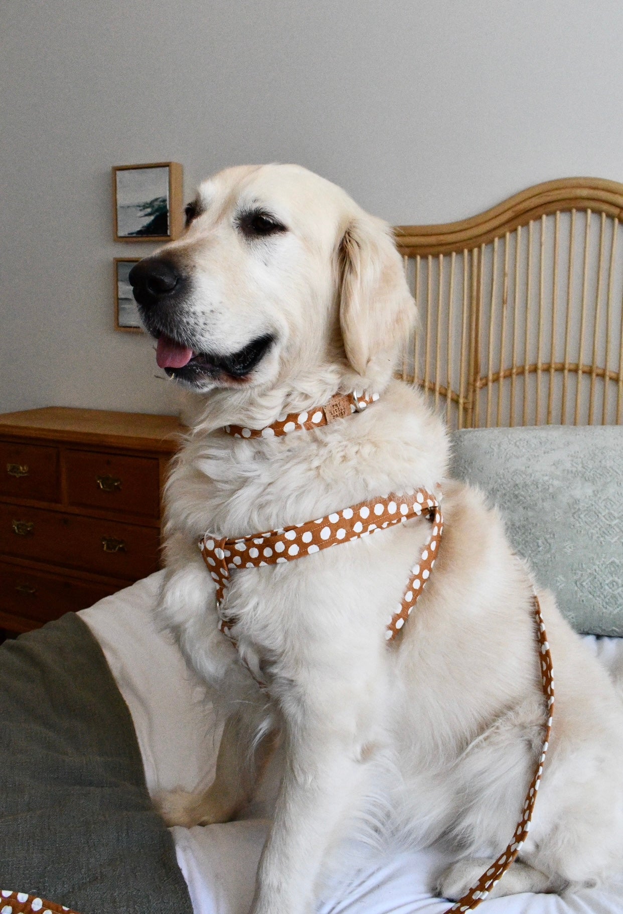 Pretty Polka Harness