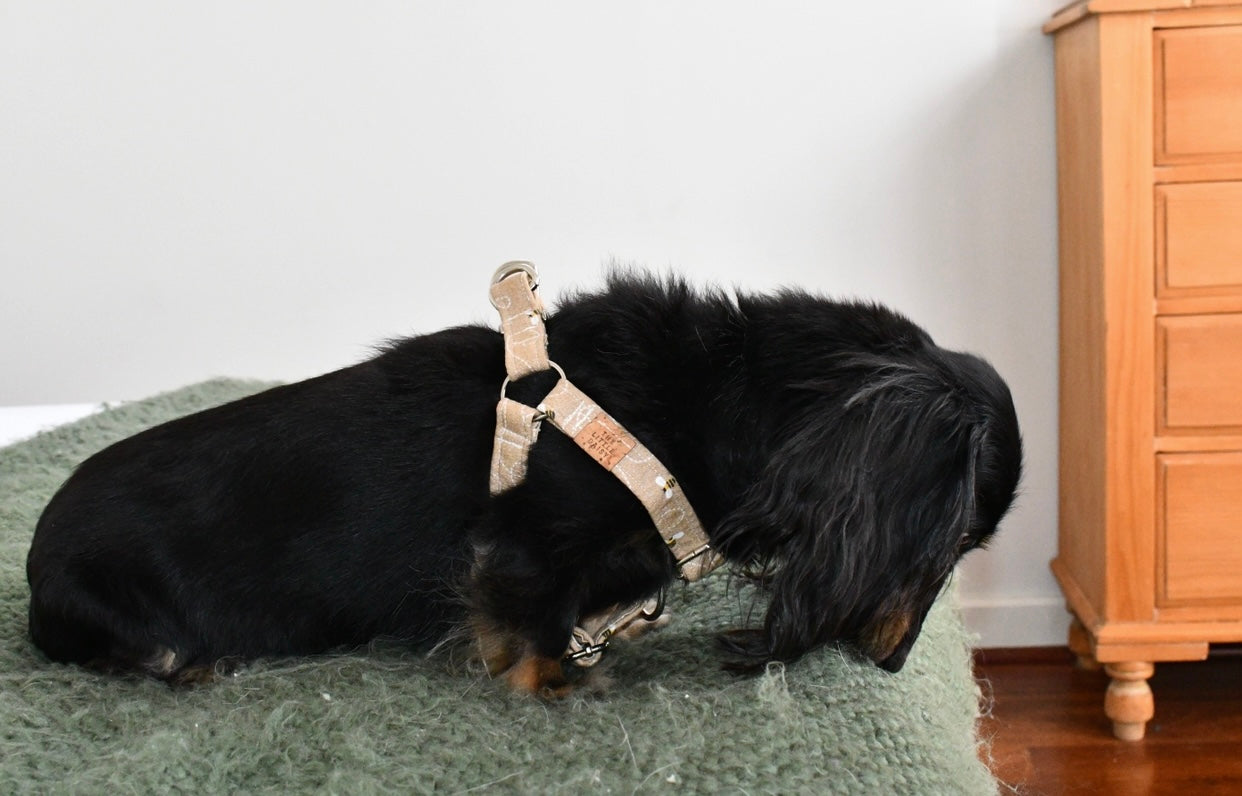 Bee-utiful Harness