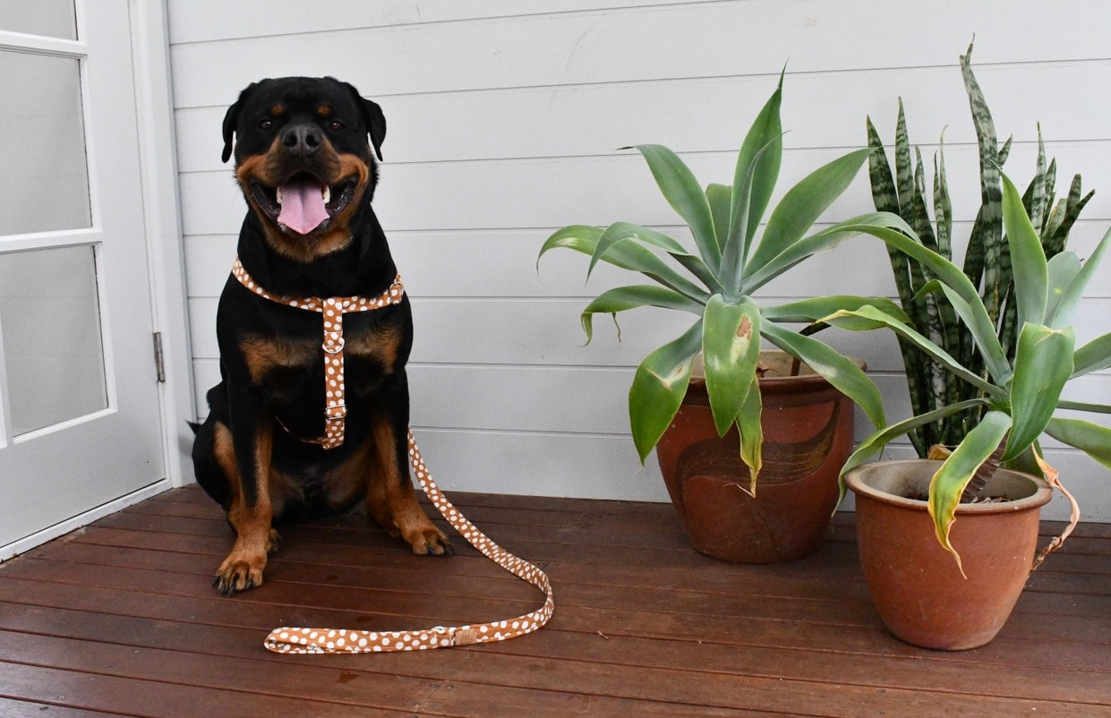 Pretty Polka Harness