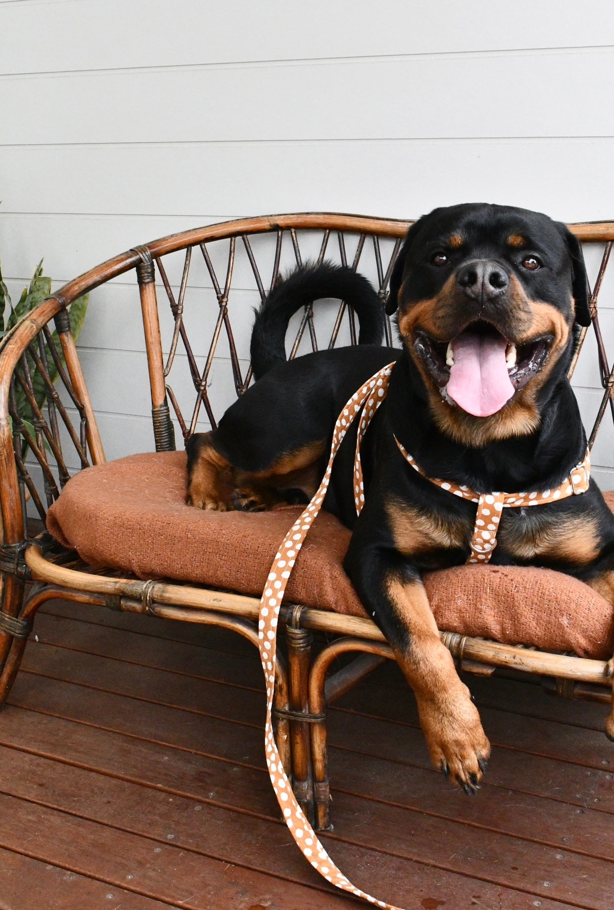 Pretty Polka Harness