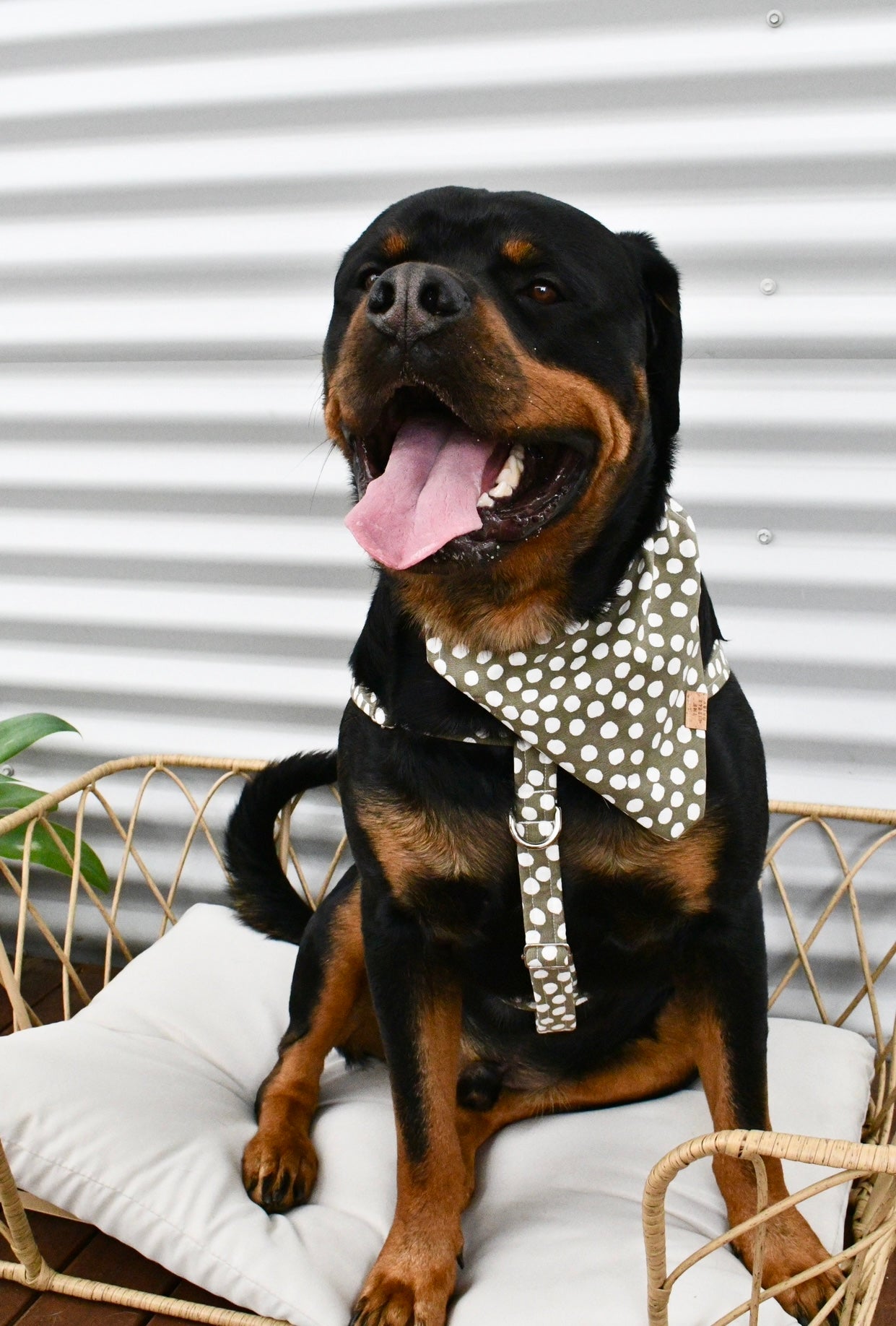 Indie Harness
