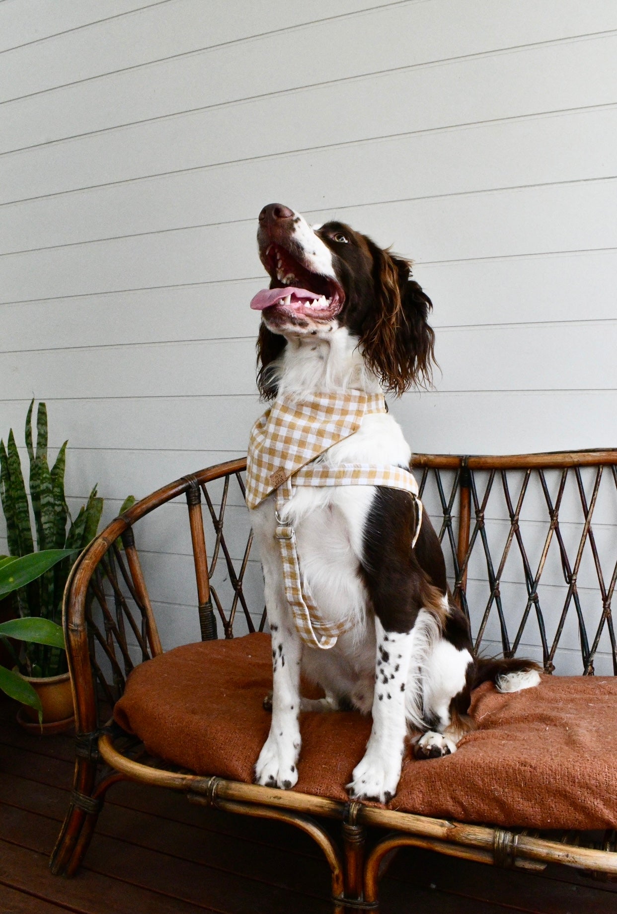 Check Yourself Harness