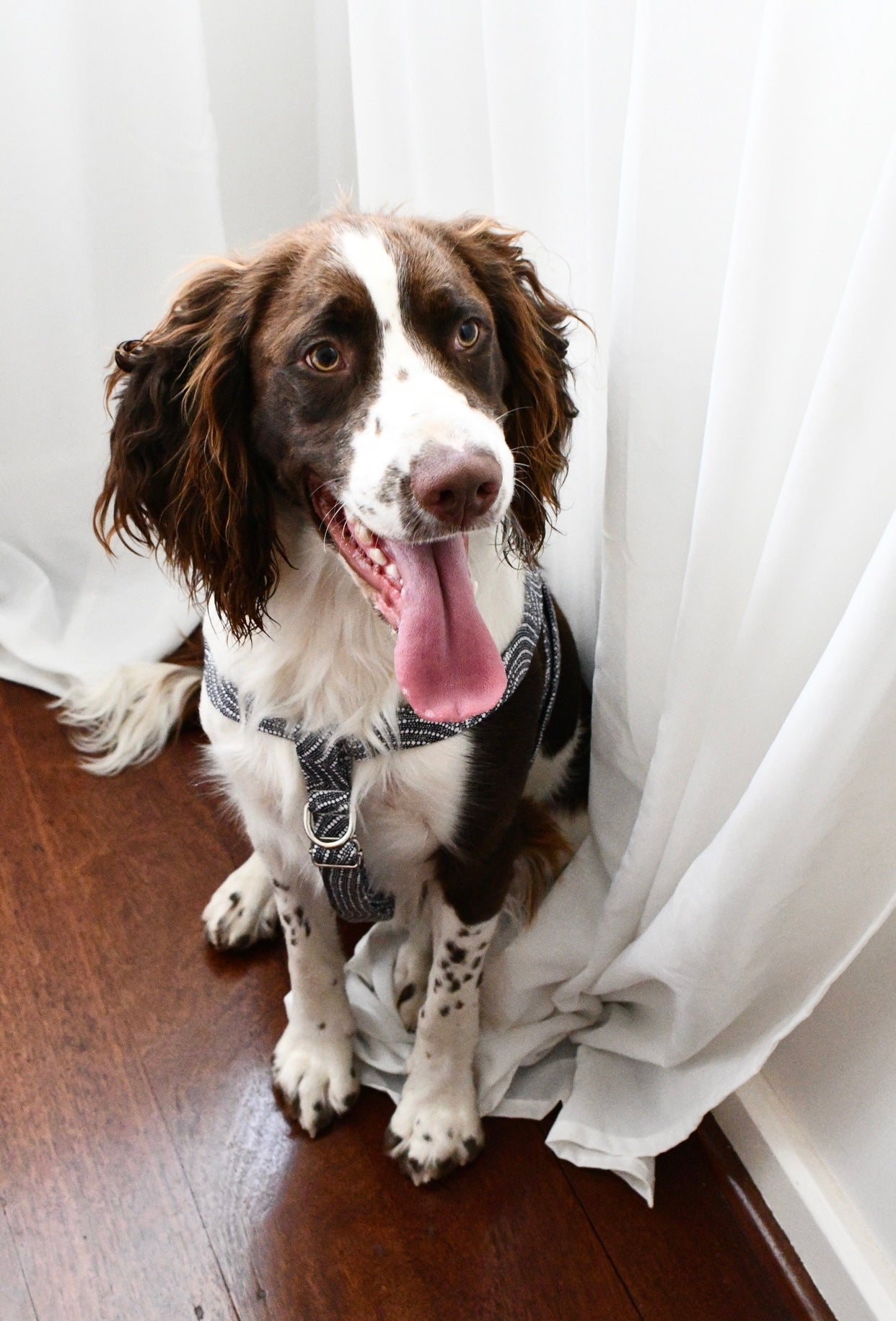 Boorloo Harness
