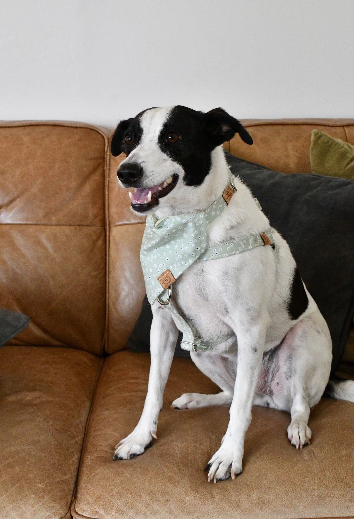 Petal Pups Harness