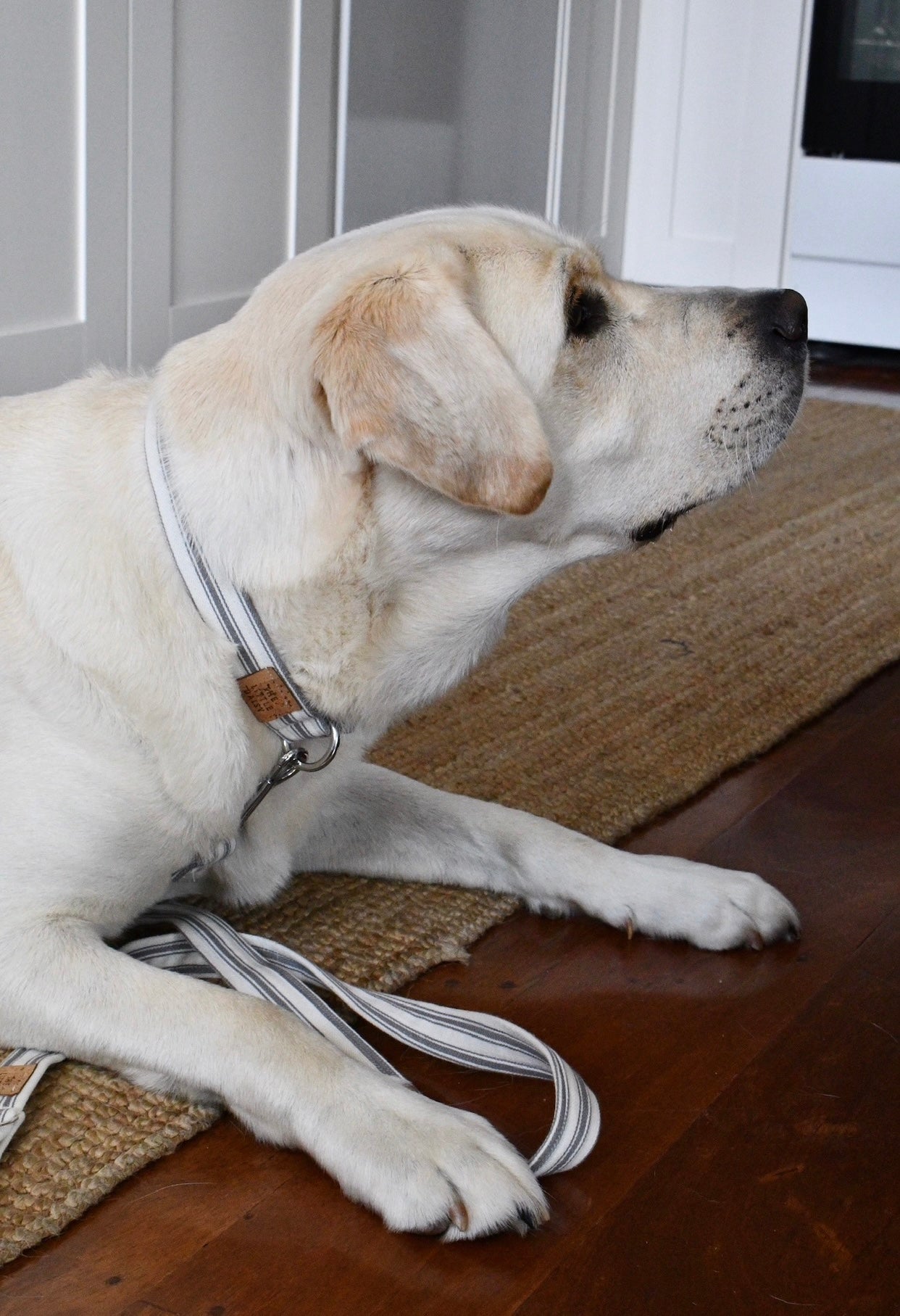 The Marley Collar