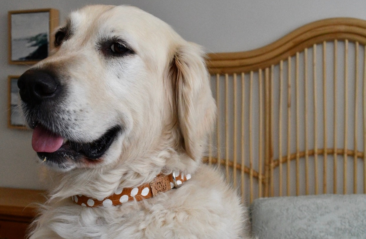Pretty Polka Collar