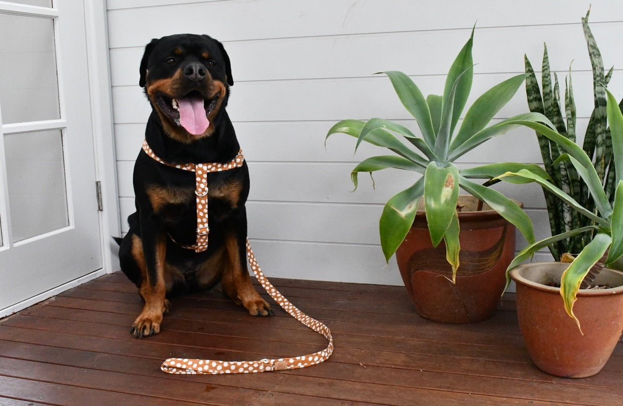 Pretty Polka Lead
