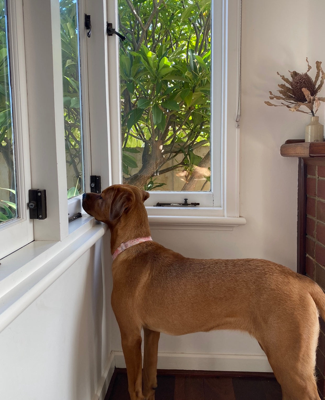 Dusty Daisies Collar