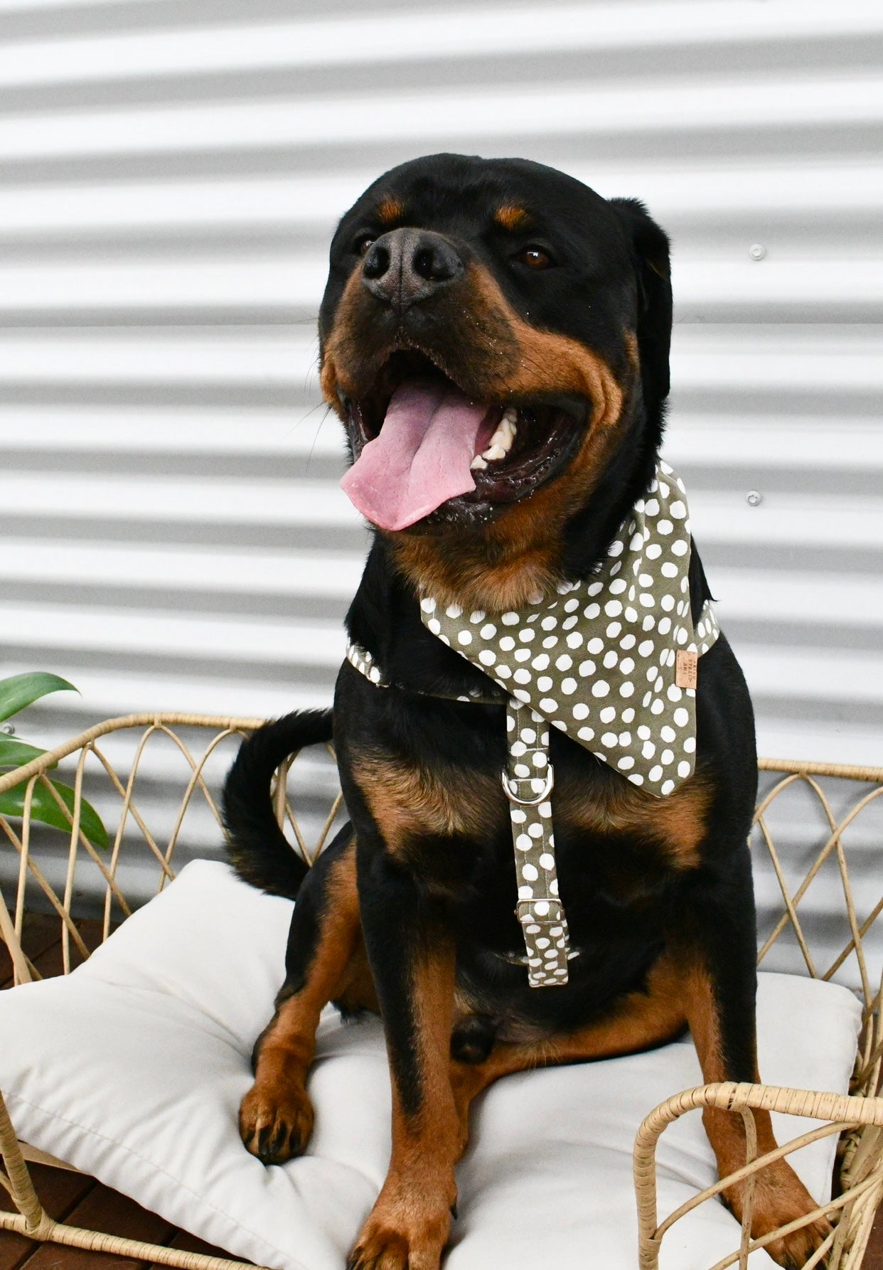 Indie Bandana