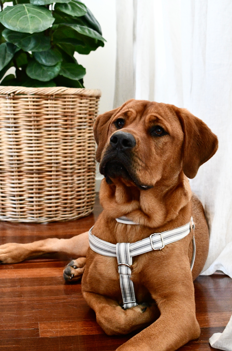 The Marley Harness