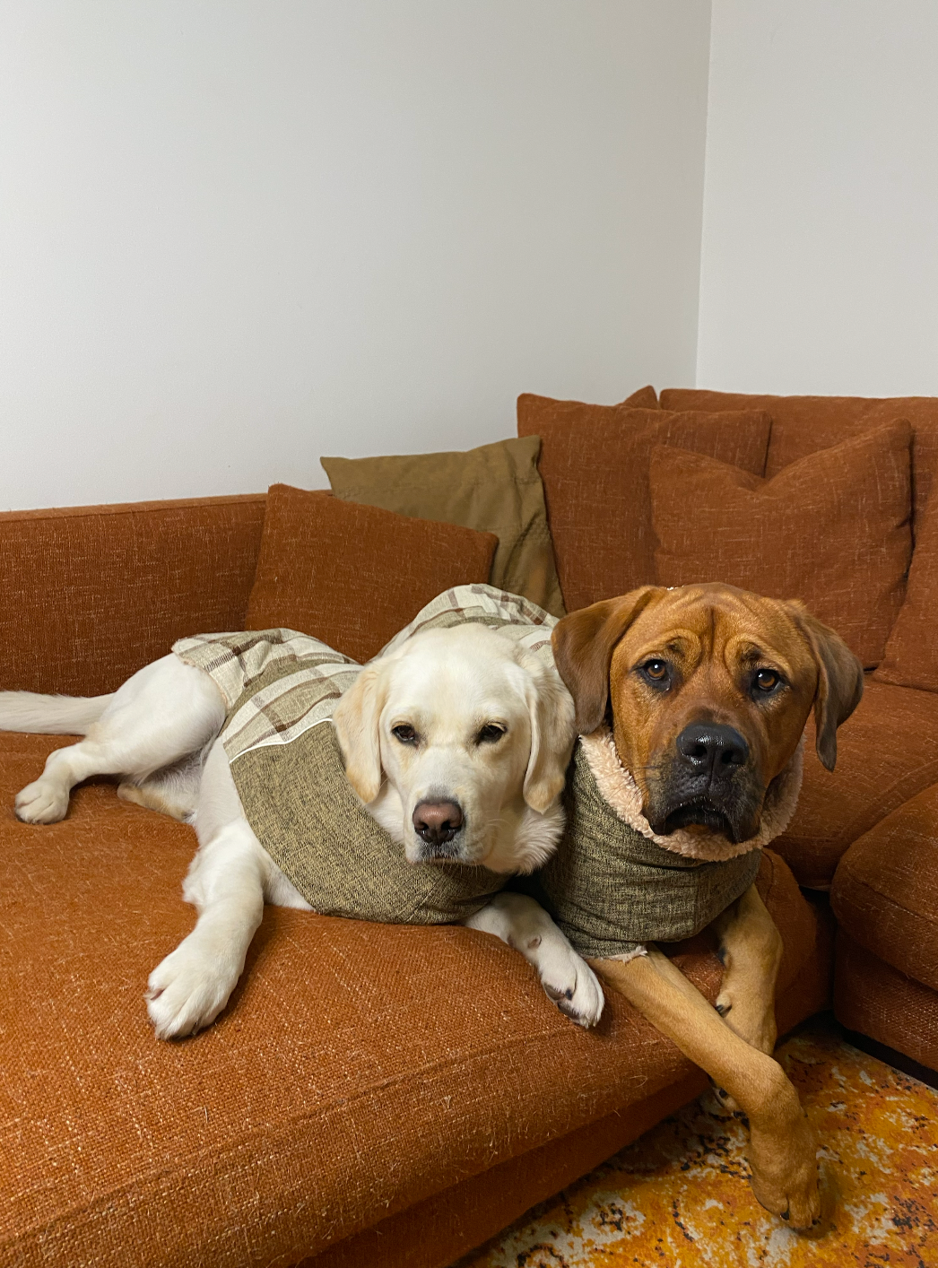 Chestnut Dog Jacket
