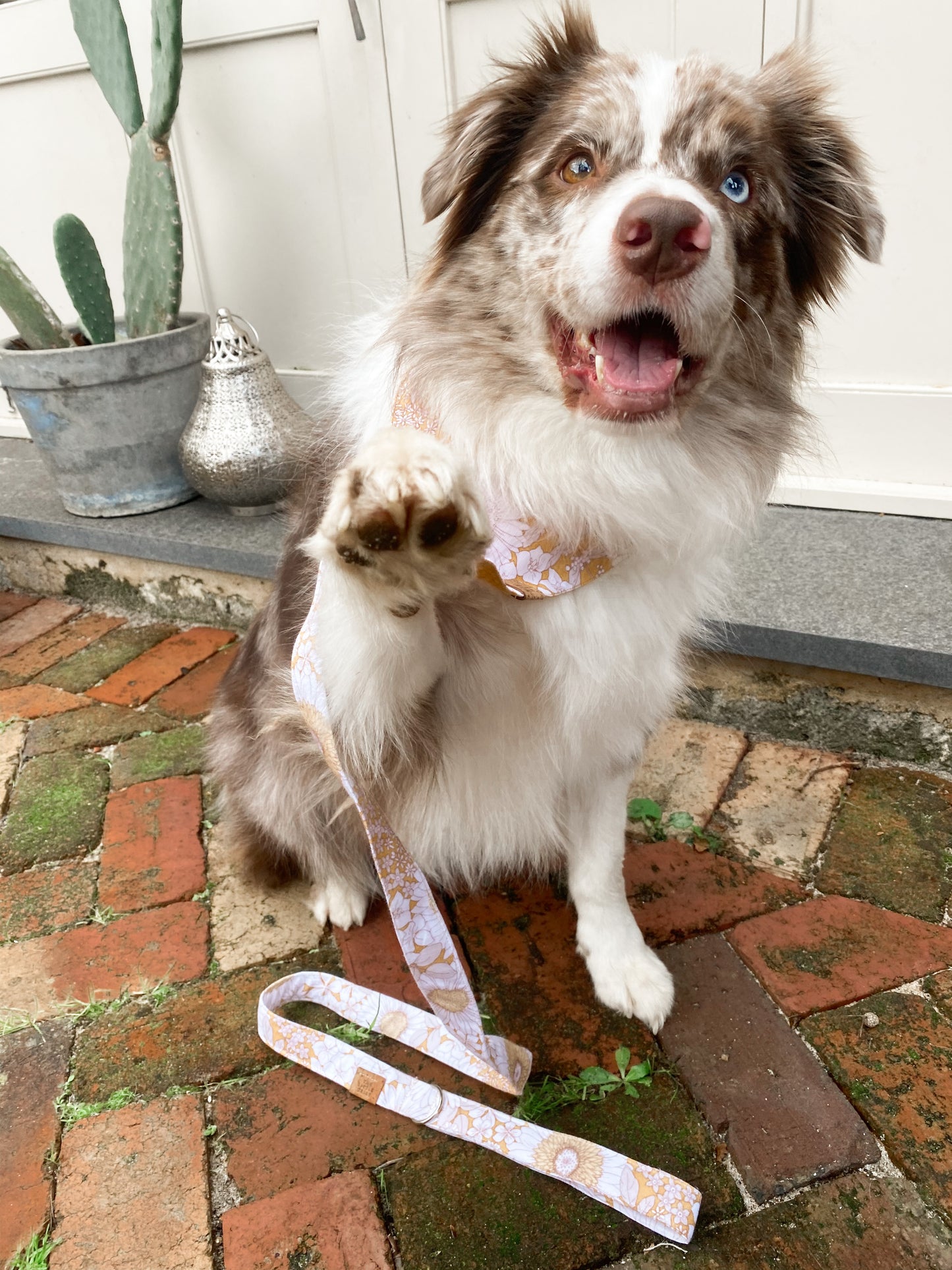 The Daisy Lead