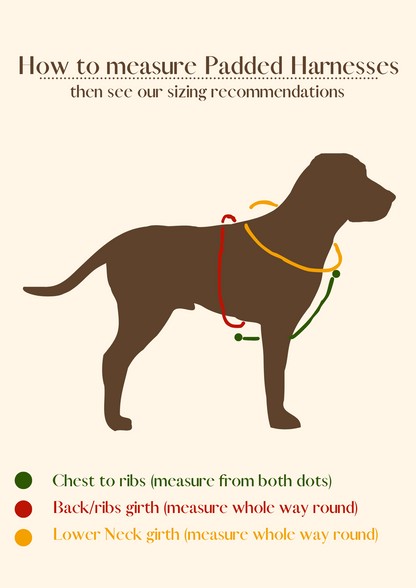 The Bindi Padded Harness