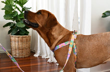 Load image into Gallery viewer, Groovy Girl Harness
