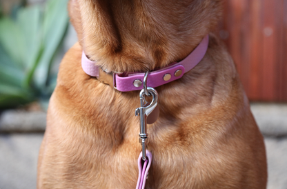 Grape Hexa Silicone Collar